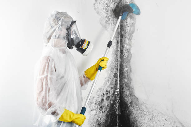  Newark, NY Mold Removal Pros